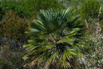 Palma nana (Chamaerops humilis) nella macchia mediterranea