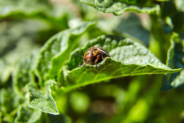 Adult striped Colorado beetle eating young green potato leaves, Pest destroys agricultural crops