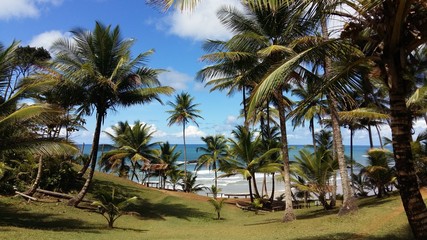 palm trees on the beach