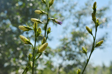 Flower buds of campanula persicifolia on the background of blurred trees.