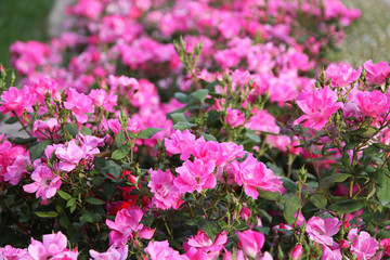 Obraz premium Fuchsia and pink roses in full bloom