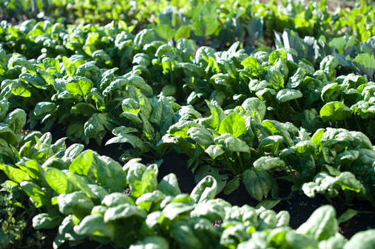 Lettuce in Garden