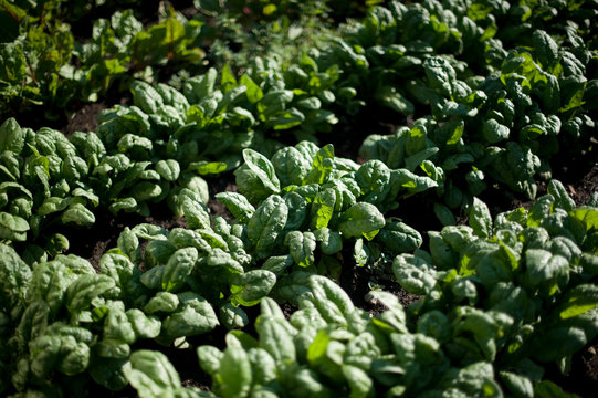 Lettuce in garden