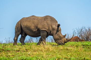 Fototapeta premium Male bull Cute White Rhino or Rhinoceros in a game reserve in So