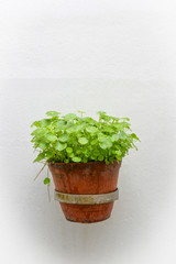 plant pot on wall / green plant in baked clay pot hang on white wall - Asiatic with drop water on leaves in pot on white background