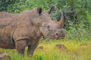 Fototapeta premium Male bull Cute White Rhino or Rhinoceros in a game reserve in So