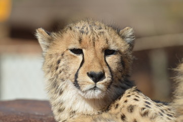 Obraz na płótnie Canvas A young cute Cheetah portrait during a safari in a game reserve in South Africa