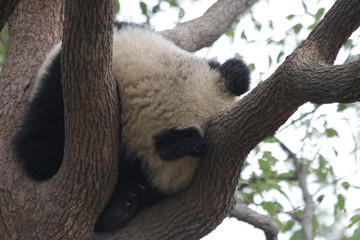 Obraz premium Sleeping Panda Cub on the Tree
