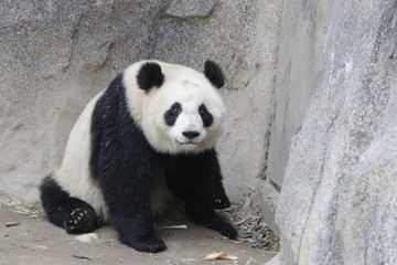 Sub Adult Panda in China
