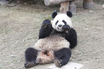 Funny Pose of Giant Panda, Chengdu, China © foreverhappy