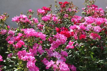 Fototapeta premium Fuchsia and pink roses in full bloom