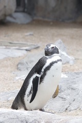 Naklejka premium Adelie penguin is Taking a Rest in Winter Time, Cute Black and White Bird