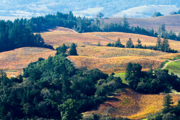 Fototapeta na wymiar Autumn Dream - Autumn grape vines paint reds and yellows over rolling hills. Alexander Valley, California, USA