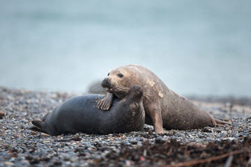 Fototapeta premium grey seal, halichoerus grypus, Helgoland