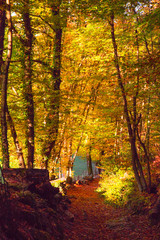 Obraz premium Forêt d'automne