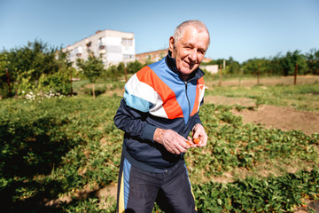 Old man grandfather picking strawberry harvest during sunset in