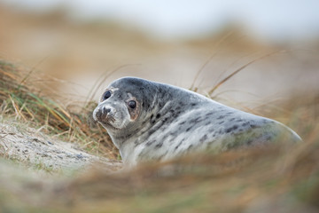 grey seal, halichoerus grypus, Helgoland