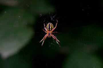 European garden spider. Araneus diadematus is an orb-weaver spider found in Europe. spider on web. spider on green background. 