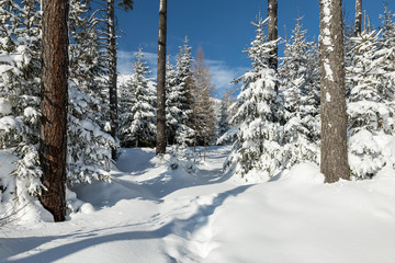 Winter forest with snow covered trees.