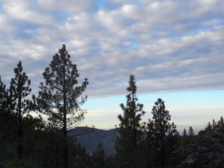 sunset time in the los angeles forest 