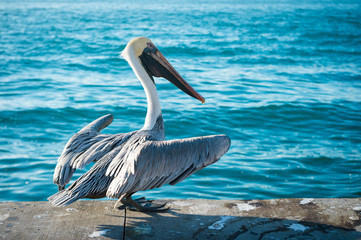 A brown pelican stretching his wings on the dock in front of vibrant blue water