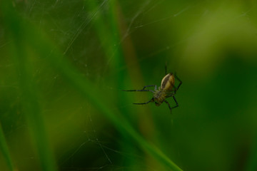 European garden spider. Araneus diadematus is an orb-weaver spider found in Europe. spider on web. spider on green background. 