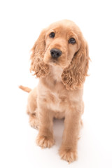 Golden Cocker Spaniel Photo shoot