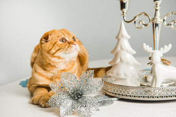Scottish Fold red cat with candlestick on a white background on holiday. Cat and etiquette.