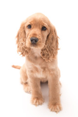 Golden Cocker Spaniel Photo shoot