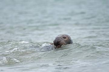 Fototapeta premium grey seal, halichoerus grypus, Helgoland