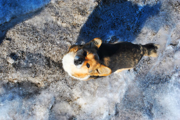 Small cute fluffy dog with white, brown and black patches standing on dirty melting snow and looking forward, spring sunny day in park, top view