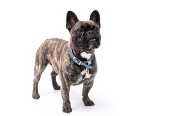 French Bulldog Photo Shoot