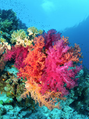 Naklejka na ściany i meble Beautiful soft corals on reefs of the Red Sea.