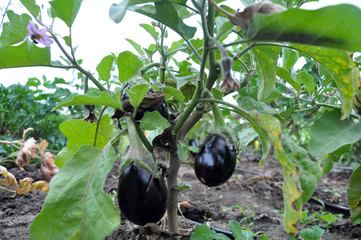 In the soil, blue eggplant grows