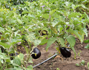 In the soil, blue eggplant grows