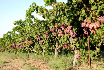 Vineyard,