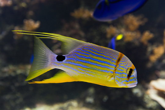 Doktorfisch