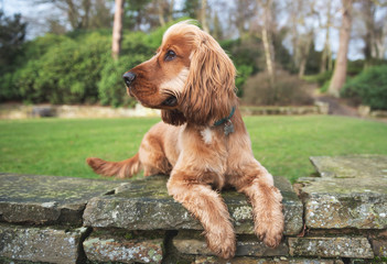 Cocker Spaniel Walk in the English Countryside 
