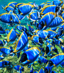 Acanthurus leucosternon on a coral reef. Play of light. © Sergey