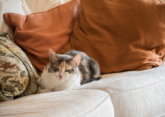 Cats - snuggled on a white luxury couch with an orange pillow, and walking the streets of Italy. 