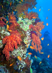 Naklejka na ściany i meble Beautiful coral reef with the diver.
