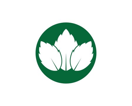 papermint leaf illustration vector