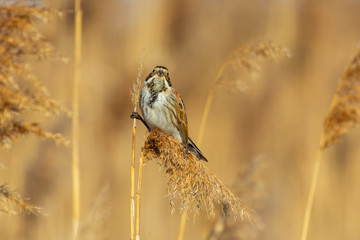 Reed bunting (Emberiza schoeniclus) sitting on a reed