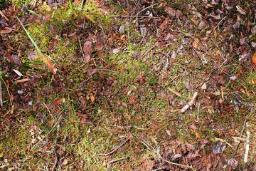 Close up high resolution surface of forest ground with nuts and moss