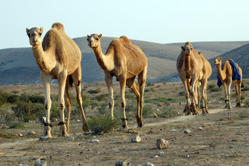Arabian camel (Camelus dromedarius)