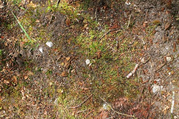 Close up high resolution surface of forest ground with nuts and moss