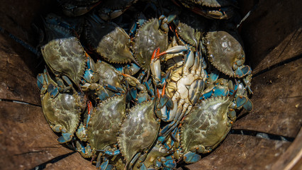 BLUE CRAB