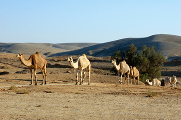 Fototapeta na wymiar Arabian camel (Camelus dromedarius)