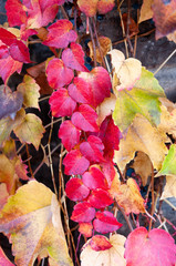 Kletterpflanze rot im Herbst