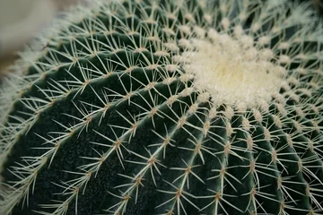 Gordijnen cactus textuur achtergrond, close-up © Oleksandr
